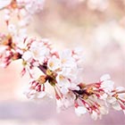 新入社員で転職を意識している人の割合は？・画像